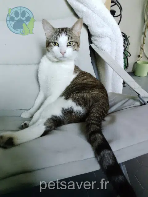 chat reunited 59390 Sailly-lez-Lannoy Charly