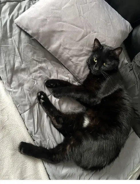 chat reunited   59200 Tourcoing Chasseur