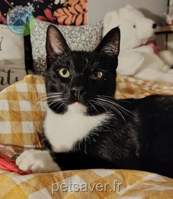 chat reunited 59133 Phalempin Chi