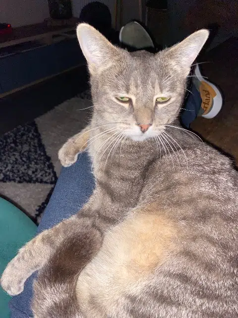 chat reunited   59184 Sainghin-en-Weppes Denver