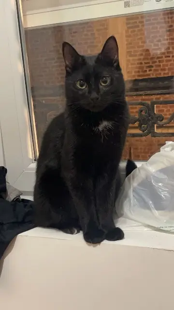 chat reunited   59500 Douai Baghera