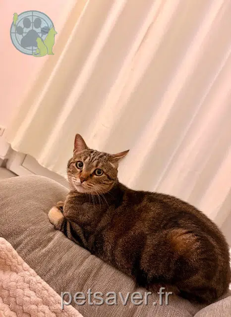 chat reunited 59500 Douai Minou