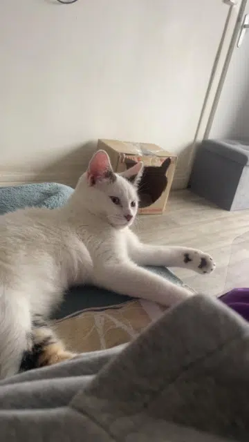 chat reunited    Dunkerque Bourhani