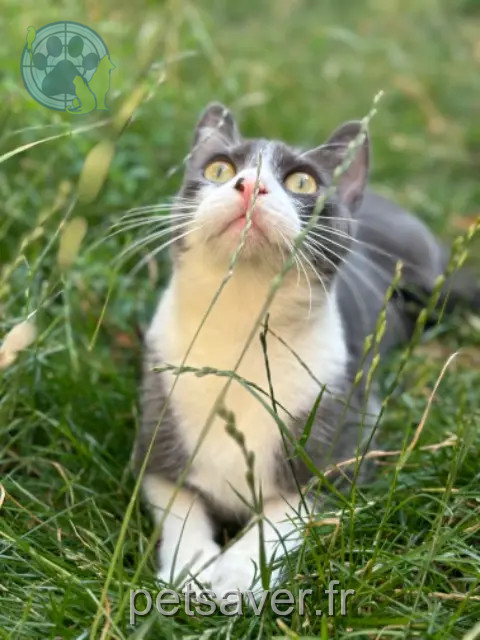 chat reunited Dunkerque Spyke
