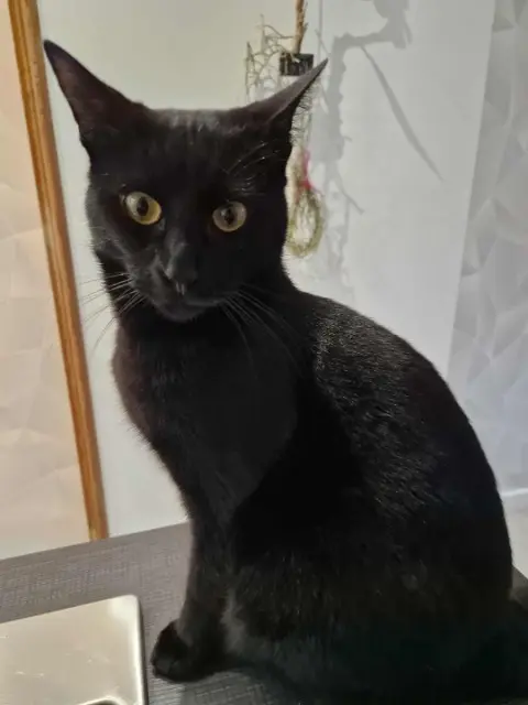 chat reunited   59870 Marchiennes Figaro