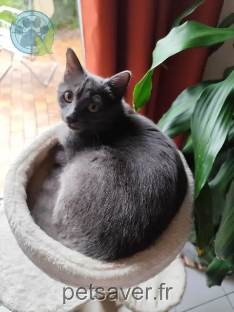 chat reunited   59128 Flers-en-Escrebieux Floky