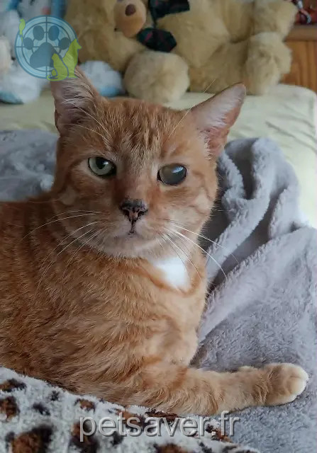 chat reunited 59100 Roubaix Gaston