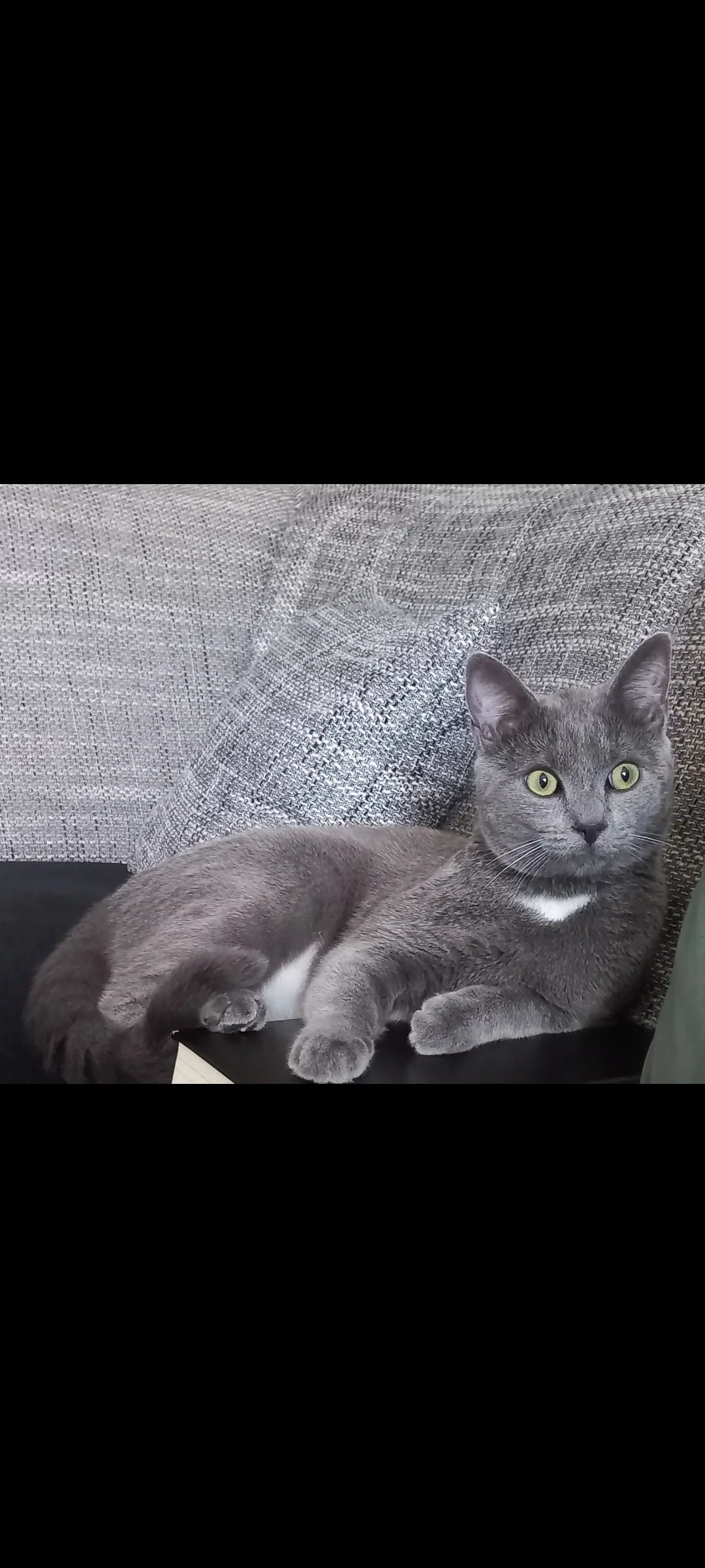 Chat Perdu 59 Nord - Grisou Chat Perdu 59 Nord - Grisou