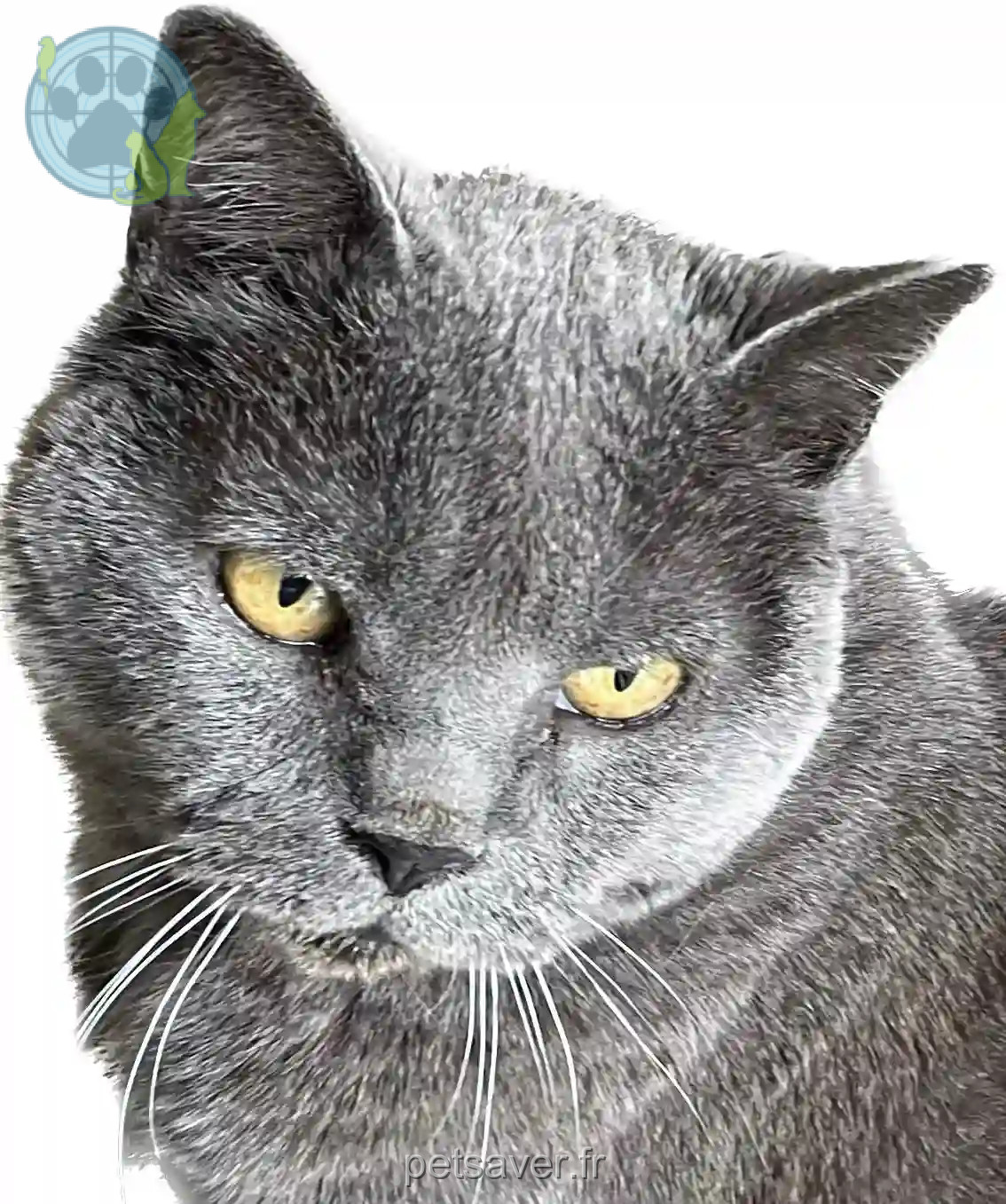 Chat Trouvé 59 Nord - Guizmo Chat Trouvé 59 Nord - Guizmo
