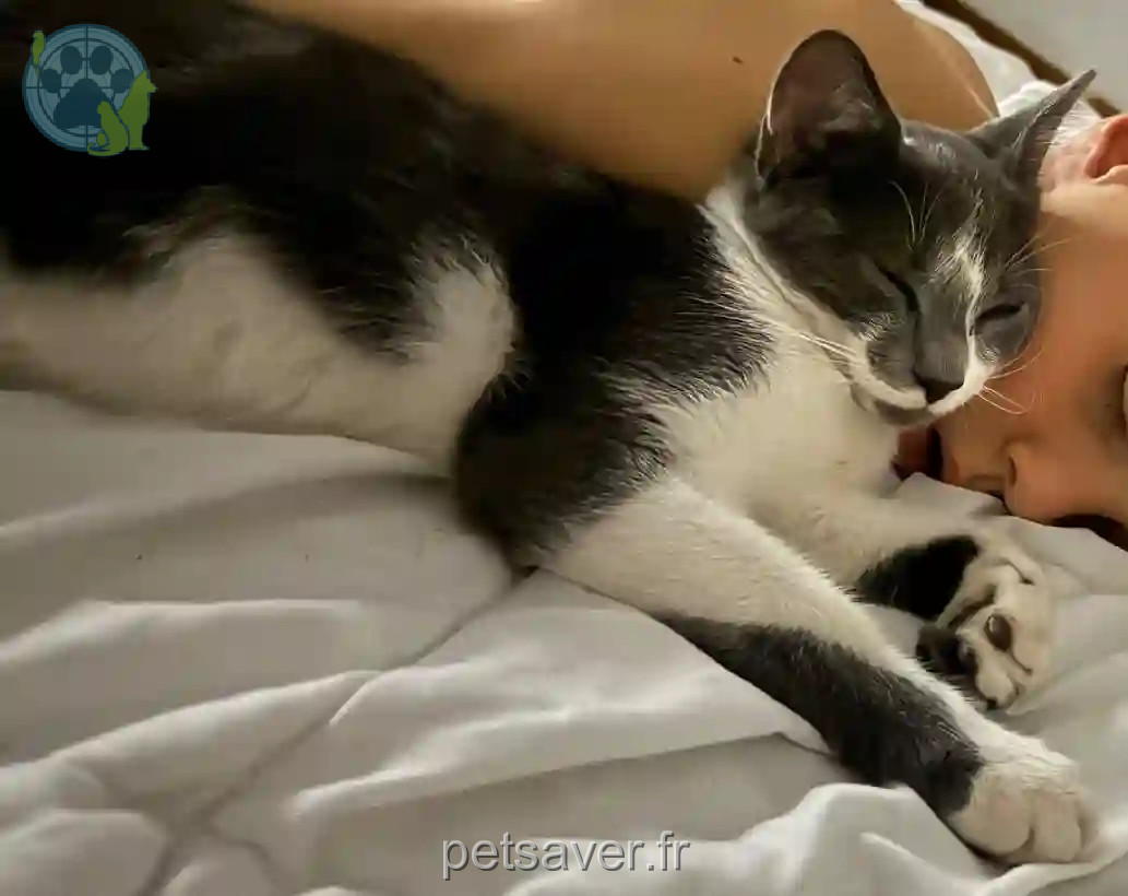 Chat Perdu 59 Nord - Guizmo Chat Perdu 59 Nord - Guizmo