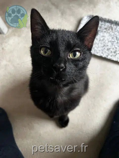 chat reunited   59110 La Madeleine Hades