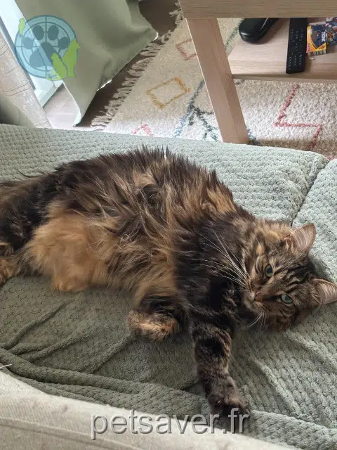 chat reunited 59560 Comines Helios