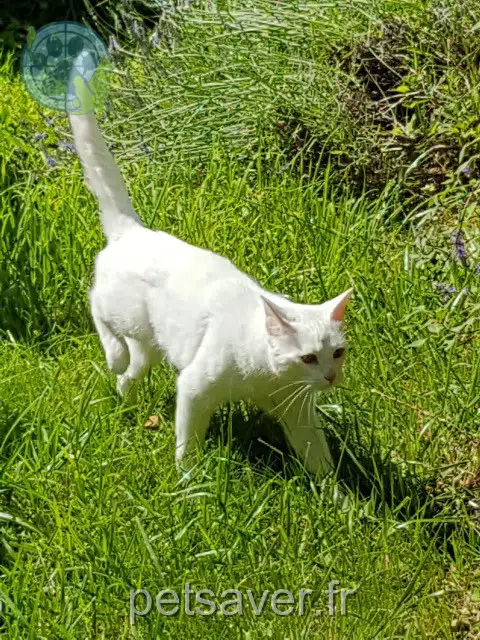 chat reunited   59370 Mons-en-Barœul Jack