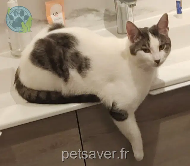 chat reunited   59420 Mouvaux Karl