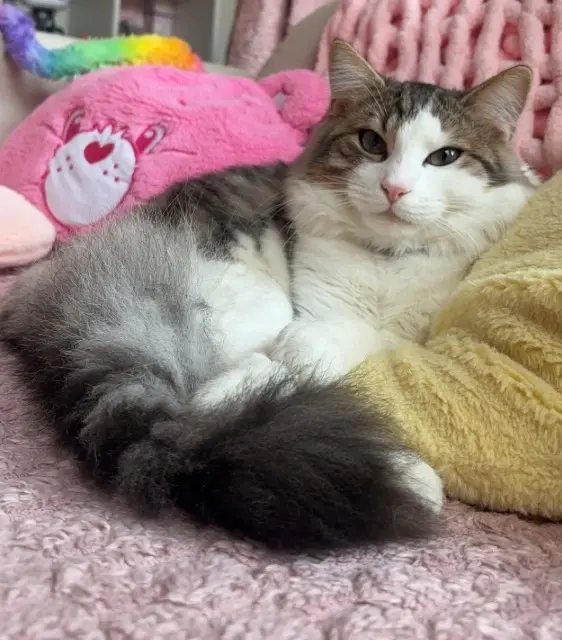 chat reunited   59120 Loos Kirby