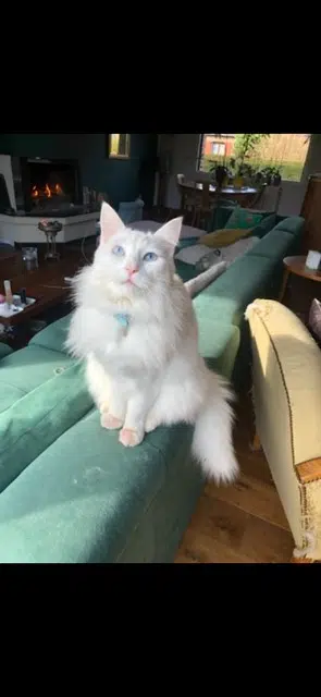 chat reunited   59810 Lesquin Kiri