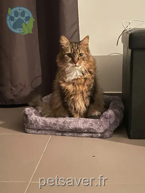 chat reunited   59150 Wattrelos Lili
