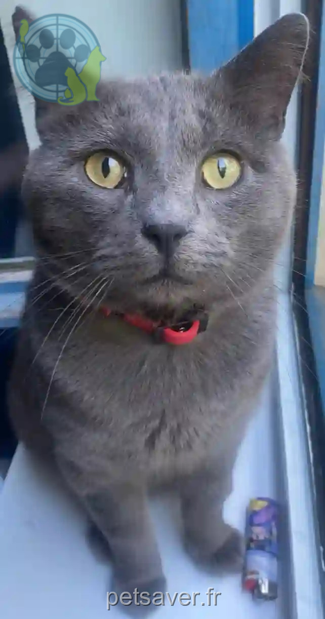 Chat Trouvé 59 Nord Lille - Akira Chat Trouvé 59 Nord Lille - Akira