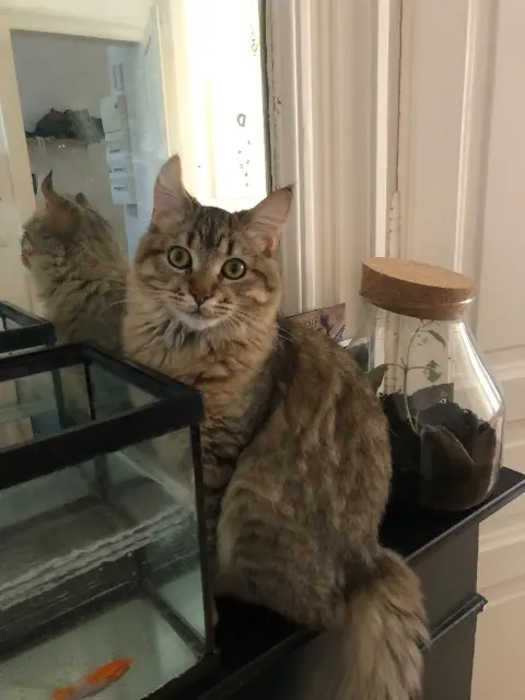 chat reunited    Lille Amé