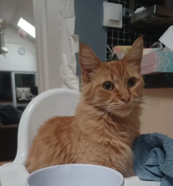 chat reunited    Lille Bibi