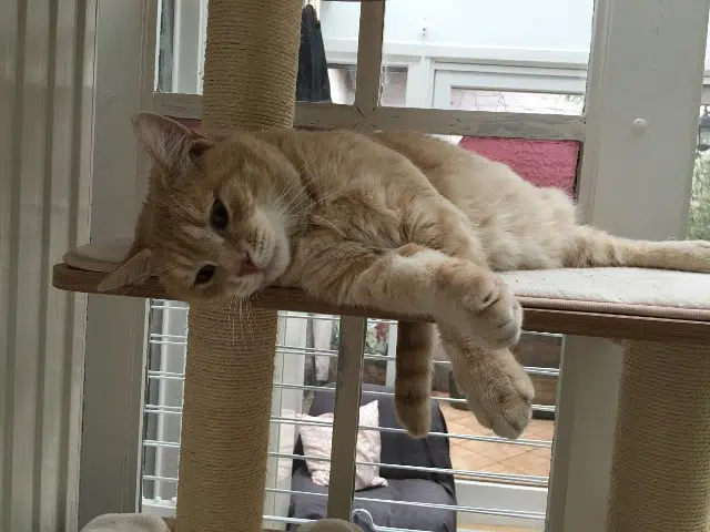 chat reunited    Lille Dodu