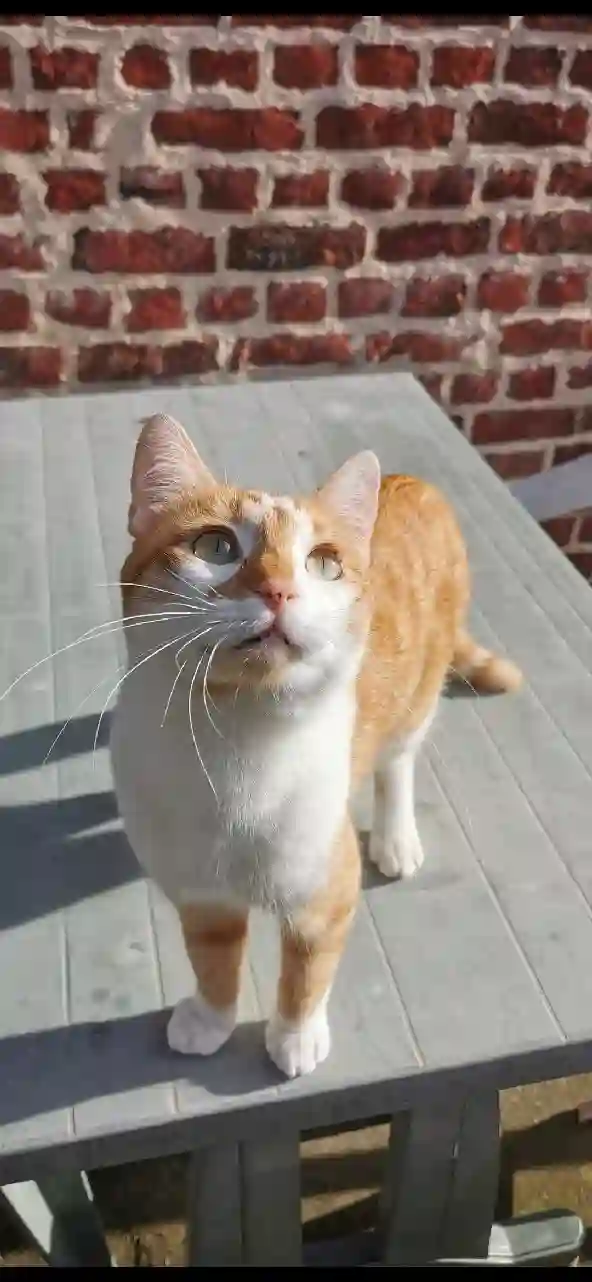 Chat Trouvé 59 Nord Lille - Haru Chat Trouvé 59 Nord Lille - Haru
