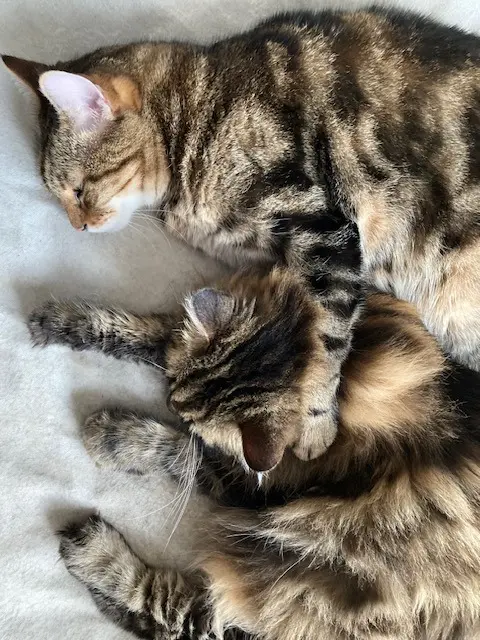 chat reunited    Lille Jack