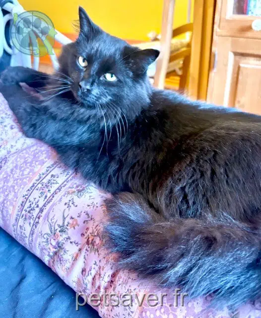 chat reunited    Lille Mallow