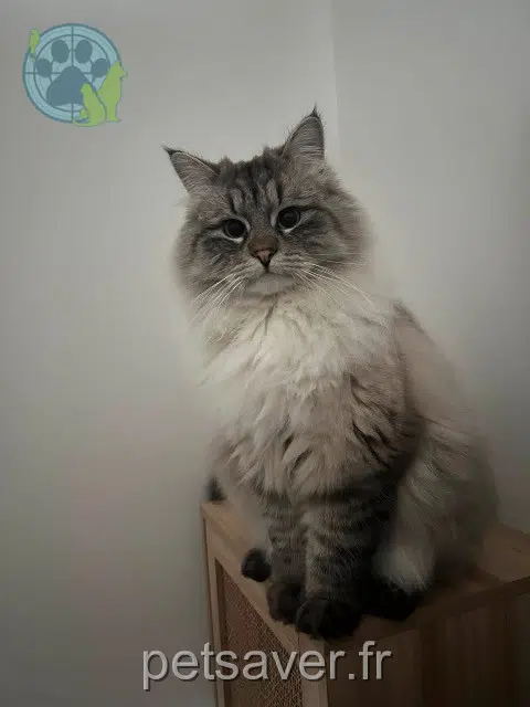chat reunited Lille Milky