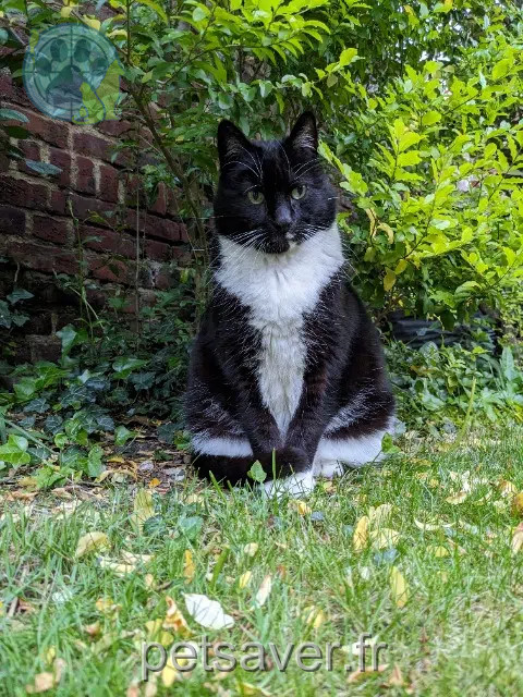 chat reunited    Lille Minou