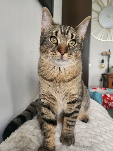 chat reunited    Lille Oliver
