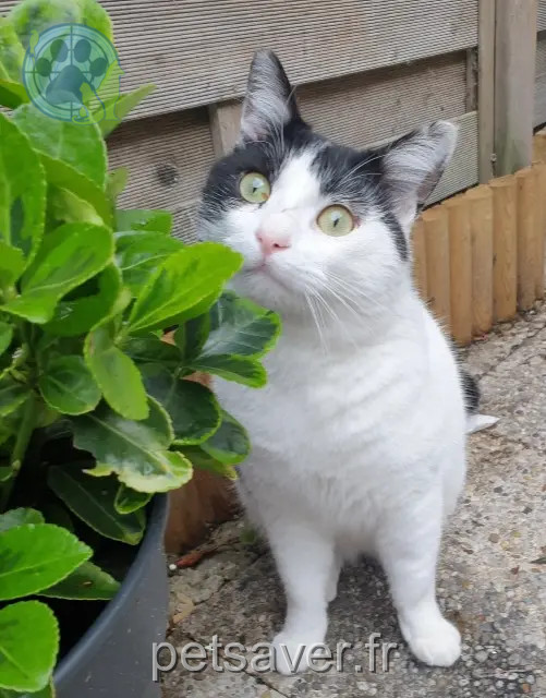 chat reunited Lille Pablo
