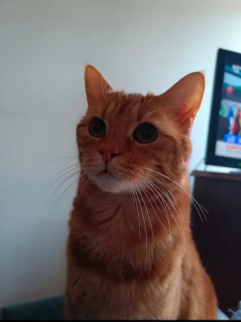 chat reunited    Lille Petitroux