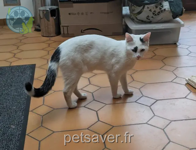 chat reunited Lille Polo