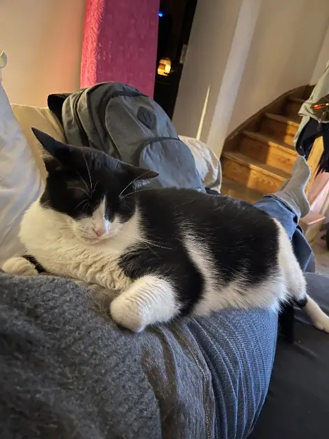chat reunited    Lille Simba