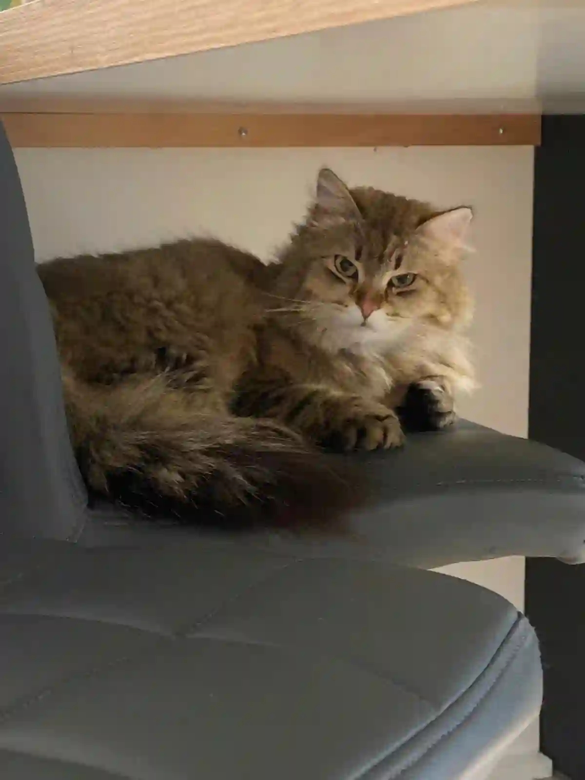 Chat Trouvé 59 Nord Lille - Systole Chat Trouvé 59 Nord Lille - Systole
