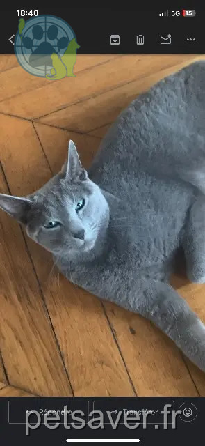 chat reunited    Lille Tabasco