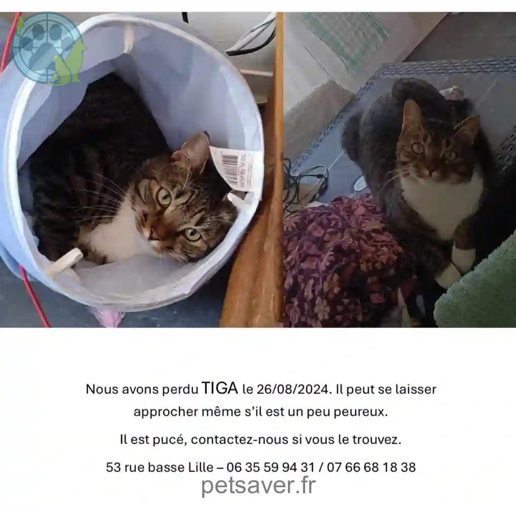 Chat Trouvé 59 Nord Lille - Tiga Chat Trouvé 59 Nord Lille - Tiga
