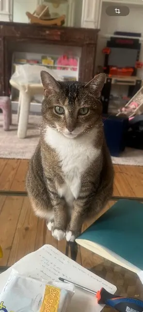 chat reunited    Lille ULYSSE