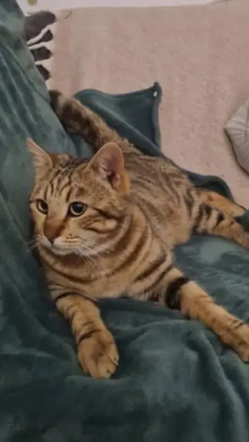 chat reunited   59320 Hallennes-lez-Haubourdin Lilo