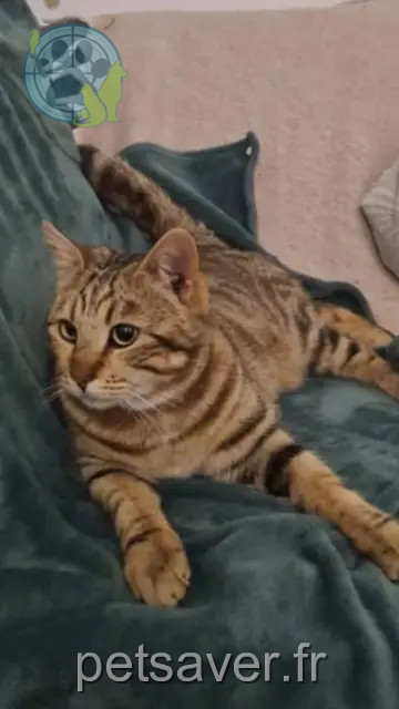 chat reunited   59320 Hallennes-lez-Haubourdin Lilo