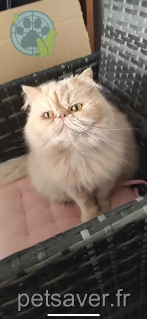Kater reunited   59150 Wattrelos Loco
