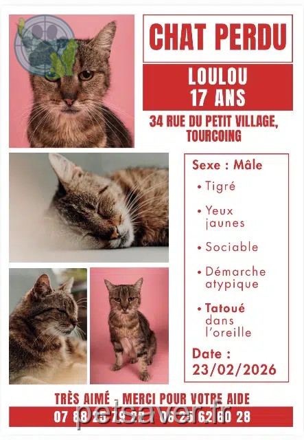 chat reunited   59200 Tourcoing Loulou