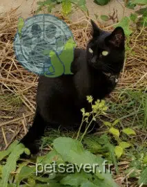chat reunited 59234 Villers-au-Tertre Lucie