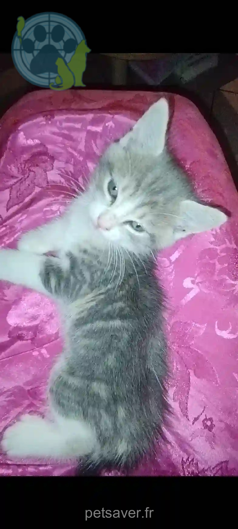 Chat Trouvé 59 Nord - Luffy Chat Trouvé 59 Nord - Luffy