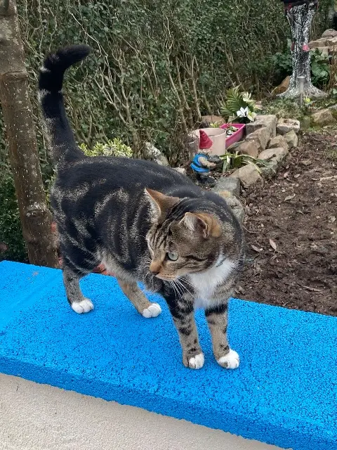 chat reunited   59139 Wattignies Léo