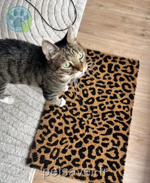 chat reunited   59350 Saint-André-lez-Lille Marlo