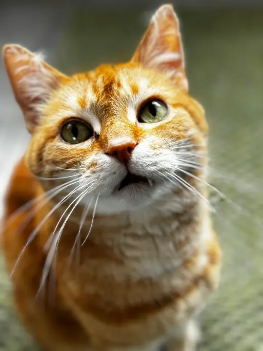 Chat Perdu 59 Nord - Milhouse Chat Perdu 59 Nord - Milhouse