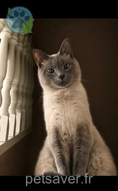 chat reunited   59200 Tourcoing Milouche