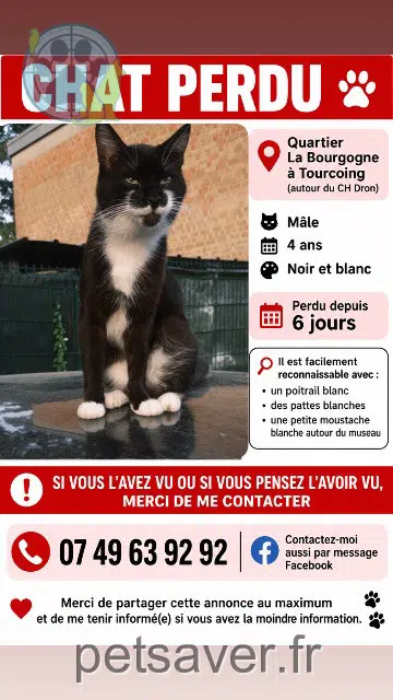 chat reunited 59200 Tourcoing Mimoune